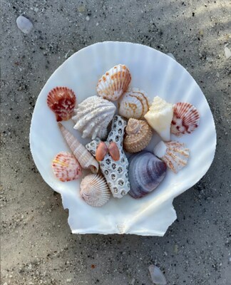 10 (TEN) RARE Miniature Florida Atlantic Calico Scallops (Argopecten  gibbus), Tiny Shells, Crafting shells, Shell Art, Small Shells